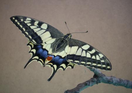 Machaon