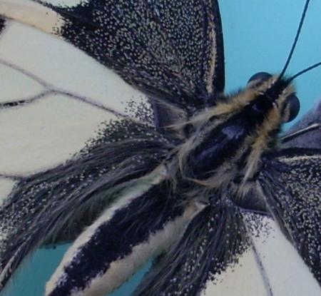 Machaon