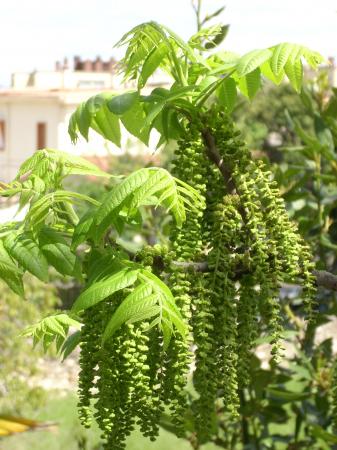 Dans mon jardin