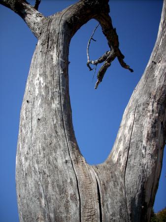 Arbre mort