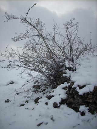 Neige sur le causse