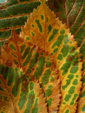 Feuilles d'automne