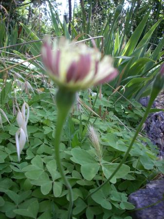 Dans mon jardin