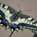 Machaon