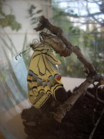 Machaon