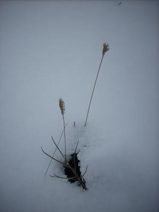 Neige sur le causse