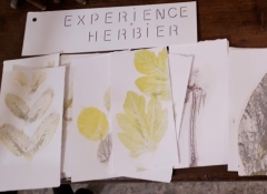 expérience herbier-Encres.jpg