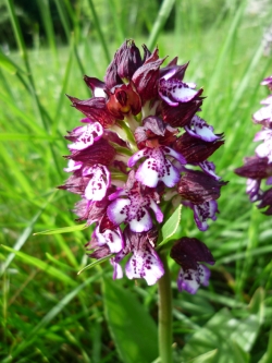 P1460856-orchis pourpre-w.jpg